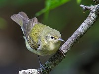 A2Z6018c  Tennessee Warbler (Oreothlypis peregrina)